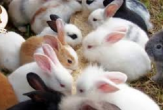Ide Bisnis, Peluang Usaha Skala Rumahan yang Menguntungkan dari Ternak Kelinci, Tertarik Mencoba?