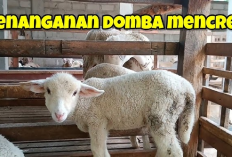 6 Faktor Penyebab Masalah Mencret Pada Domba yang Para Peternak Wajib Ketahui, Apa Saja?