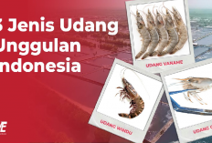 Ini Dia 4 Rekomendasi Jenis Udang yang Mudah untuk di Budidayakan dan Banyak Permintaan Pasar, Apa Aja? 