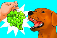 Apakah Anjing Boleh Memakan Buah-buahan? Yuk Simak Fatanya di Sini...