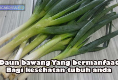 4 Manfaat Daun Bawang dan Cara Mudah Menanamnya Sendiri di Rumah
