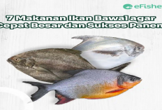 7 Rekomendasi Pakan Terbaik untuk Pertumbuhan Optimal Ikan Bawal, Apa Aja?