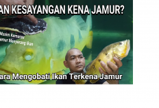 Tips Mengatasi dan Mencegah Penyebaran Masalah Jamur Pada Ikan Peliharaan, Gini Caranya