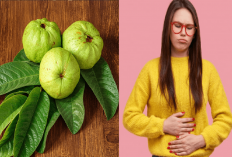 6 Manfaat Daun Jambu Biji yang Super Ajaib Atasi Permasalahan Lambung, Cukup 2 Lembar Aja Pakai Cara Ini...