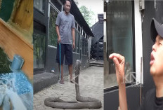 Teror Ular King Kobra! Rumah Dedi Mulyadi Dikirimi Dua Kali, Begini Ancaman Bagi Pelaku!