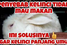 7 Faktor Penyebab Kelinci Enggan Makan Dan Cara Mengatasinya untuk Pemula, Apa Masalahnya?