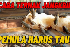 Cuan! Peluang Bisnis Jangkrik Potensi Pasar yang Terus Berkembang di Industri Peternakan, Gini Penjelasannya