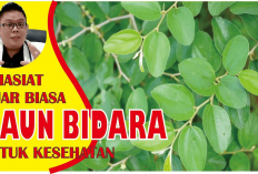 6 Khasiat Daun Bidara Untuk Wanita yang Perlu Kamu Tau! Alternatif Alami Untuk Kesehatan Tubuh, Apa Aja?