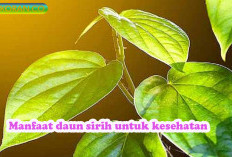 14 Manfaat Luar Biasa Daun Sirih untuk Kesehatan Tubuh Anda