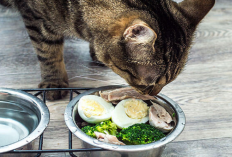 Stop Beri Pakan Kaleng! Ternyata ini 5 Makanan Alami  Untuk Masa Pertumbuhan dan Mengatasi Bulu Kucing Rontok