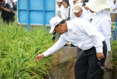 Sambut Panen Awal Tahun 2026, Pemerintah Siap Serap 2,5 Juta Ton Beras!