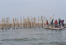Kacau, Pagar Laut di Tanggerang Belum Sepenuhnya Dicabut, Ternyata Ini Alasannya! 