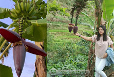 Rasakan Sensasinya ! Membuka Gerbang Gaib Pohon Pisang  Ini langkah-langkahnya