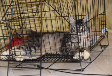 10 Rekomendasi Ras Kucing Yang Wajib Kamu Tahu, Cocok Untuk Dijadikan Hewan Peliharaan 