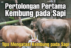 8 Cara Mengatasi Sapi Sedang Sakit Kembung, Solusi dan Tindakan Pencegahan yang Efektif Bagi Peternak