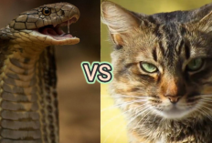 Terkenal Sebagai Hewan Pemberani! Begini Ternyata Alasan Kenapa Kucing Tidak Takut Dengan Ular Berbisa...