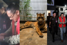 Choirul Anwar Korupsi Rp10,2 Miliar di Kebun Binatang Surabaya, Satwa Kelaparan: Rp7,4 Miliar Masuk Kantong!