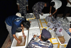 Benih Lobster Senilai Rp15,9 Miliar Dilepaskan di Pantai Klara Lampung