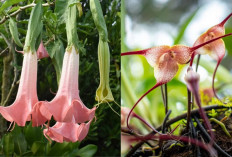 5 Rekomendasi Jenis Bunga Unik dan Cantik di Indonesia, dari Anggrek Dracula hingga Wijaya Kusuma