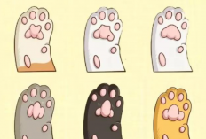 Cat Lovers Wajib Tau! 5 Karakter Kucing Dilihat Dari Paw, Benar Nggak Sih? Ayo Coba Kita Lihat