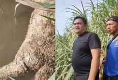 Mayat Laki-laki Membusuk di Tepi Sungai Lematang, Muara Gula Baru, Tersangkut di Semak-semak 
