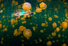 Wow, Di Wisata Pulau Kakaban Bisa Liat Keindahan Alam Ubur-ubur, Disini Lho Daerahnya!