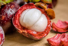 7 Manfaat Buah Manggis yang Jarang Diketahui, Nomor 6 Sangat Tak Terduga, Kok Bisa?