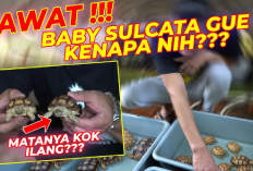 Info Ternak, 6 Cara Mengobati Kura-Kura Sulcata yang Mengalami Masalah Mata