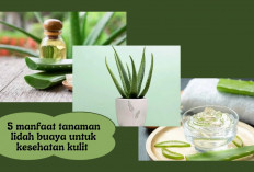 5 Manfaat Tanaman Lidah Buaya untuk Kesehatan Kulit! Bisa Bantu Perawatan Rambut Rontok Juga Lho...