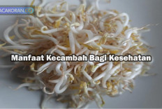 7 Manfaat Kecambah Bagi Kesehatan, Salah Satunya Meningkatkan Kesuburan Pria Baik untuk Program Hamil