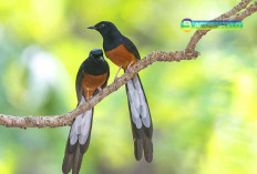 Ragam Jenis Murai Batu dan Karakteristiknya, Kicaumania pilih yang Mana?