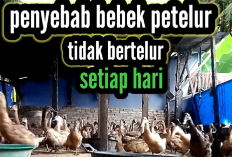 Mengatasi Tantangan Penyebab Bebek Petelur yang Tidak Mau Betelur dan Solusinya, Apa Aja?