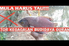 Kamu Harus Tau Nih! 9 Faktor Penyebab Kegagalan Dalam Budidaya Ikan Gurame, No 2 Paling Bahaya