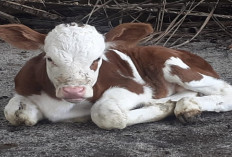 Wajib Coba! Gini Cara Mengobati Pedet Sakit Diare Berdarah dengan Obat Alami Paling Ampuh, Auto Sembuh Total