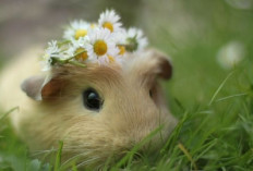 Yuk Simak! 6 Rekomendasi Jenis Marmut Hias yang Dapat Kamu Pelihara, Apa Aja?