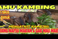 Yuk Mengenal Jamu Peningkat Nafsu Makan untuk Kambing, Solusi Alami Dalam Pengelolaan Pakan