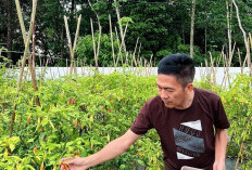 Tekan Inflasi Harga Cabai Terbang, Pj Walikota Instruksikan Gerakan Tanam 'Si Pedas'