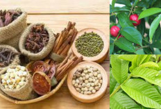 Bye-bye Diabetes! Ini 9 Tanaman Herbal yang Ampuh Bikin Gula Darah Stabil