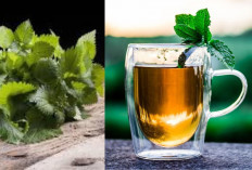 Jadi Obat Herbal yang Mujarab, Ini 5 Manfaat Minum Teh Jelatang, Begini Cara Sajiannya