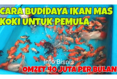 Info Bisnis, Budidaya Ikan Mas Koki Omzet Capai Puluhan Juta 1 Kali Panen, Si Gemoy Pemikat Hati