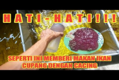 Kamu Harus Tau Nih! Manfaat Cacing Sutra Sebagai Pilihan Pakan Unggul untuk Ikan Cupang, Kenapa