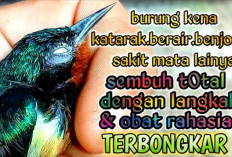 Kicau Mania Wajib Waspada Nih! 5 Penyakit Mata Berbahaya yang Dapat Menyerang Burung Pelihraanmu, Apa AJa?