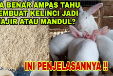 Waspada! Bahaya Efek Samping dari Pakan Ampas Tahu Untuk Kelinci, Kenapa?