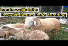 7 Penyakit Umum yang Sering Menyerang Pada Ternak Kambing dan Cara Penanganannya, Gini Penjelasannya!