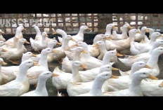 Apakah Bebek Pedaging Dapat Dijadikan Bebek Petelur, Emang Bisa? Gini Penjelasannya