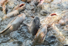 7 Cara Memelihara Ikan Lele agar Cepat Besar, Gemuk, Sehat, dan Dagingnya Tetap Empuk
