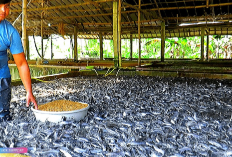 Tips Memulai Usaha Pembesaran Lele untuk Pemula Beserta Estimasi Modal dan Keuntungannya