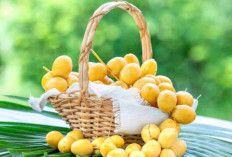 7 Manfaat Mengkonsumsi Kurma Muda, Salah Satunya Bisa Untuk Promil, Apa Benar? Mari Simak Penjelasannya…