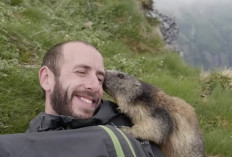 6 Fakta Unik Seputar Marmut di Alam Liar yang Mungkin Belum Kamu Tau, Yuk Simak APa Aja?