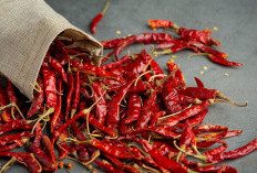 Makin Pedas, Harga Cabai Rawit Meroket hingga Tembus Rp77 Ribu per Kg, Ini Biang Keroknya!